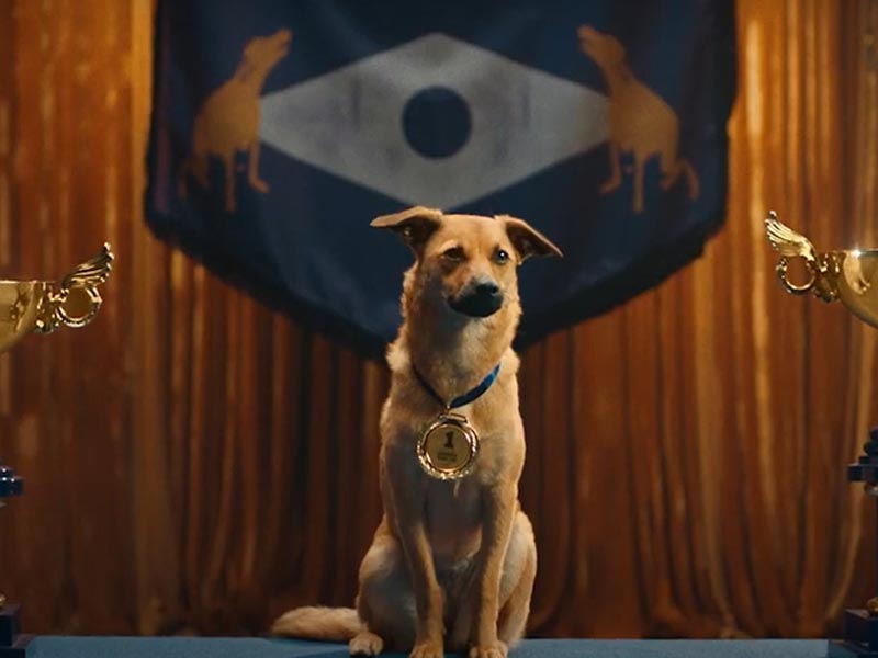 Imagen de la multipremiada campaña de Almap BBDO para Pedigree, ubicada en el segundo puesto de mejores campañas efectivas de Warc. 