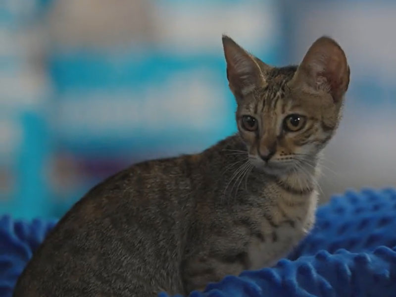 Con esta iniciativa, la marca busca promover la adopción gatuna e invitar a más personas a dar ese primer paso: conocer a un gato y descubrir que ahí puede nacer un vínculo para toda la vida.